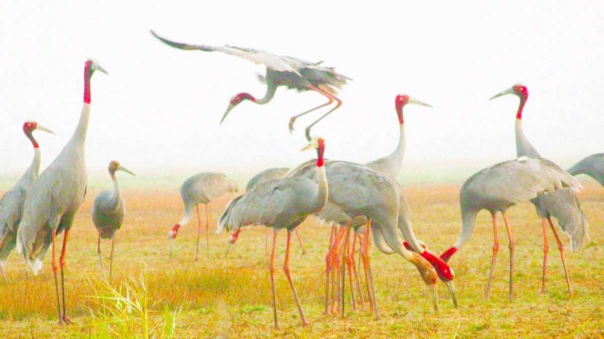 Tại Tràm Chim, chúng xuất hiện từ tháng 12 đến tháng 4, tháng 5, khi có mưa nhiều, sếu bắt đầu bay đi. Sếu sống theo gia đình 3-4 con, thường từ một đến 1,5 tuổi, chim con bắt đầu tách bầy và vòng đời có thể lên đến 40 năm.