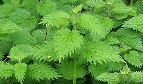 Thức ăn của loài ốc này là lá những loại thảo dược mọc hoang trên núi như cây mã tiền, lá vong núi, đặc biệt là loại thuốc quý tên gọi dân gian gọi là lá Nàng Hai.