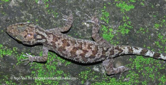 Loài này kiếm ăn đêm thường sống trên các tảng đá ở khu vực ven suối và trên các cây to ở rừng thường xanh từ 100 cho đến 1400m. Thức ăn là những loài côn trùng sống trong khu vực.