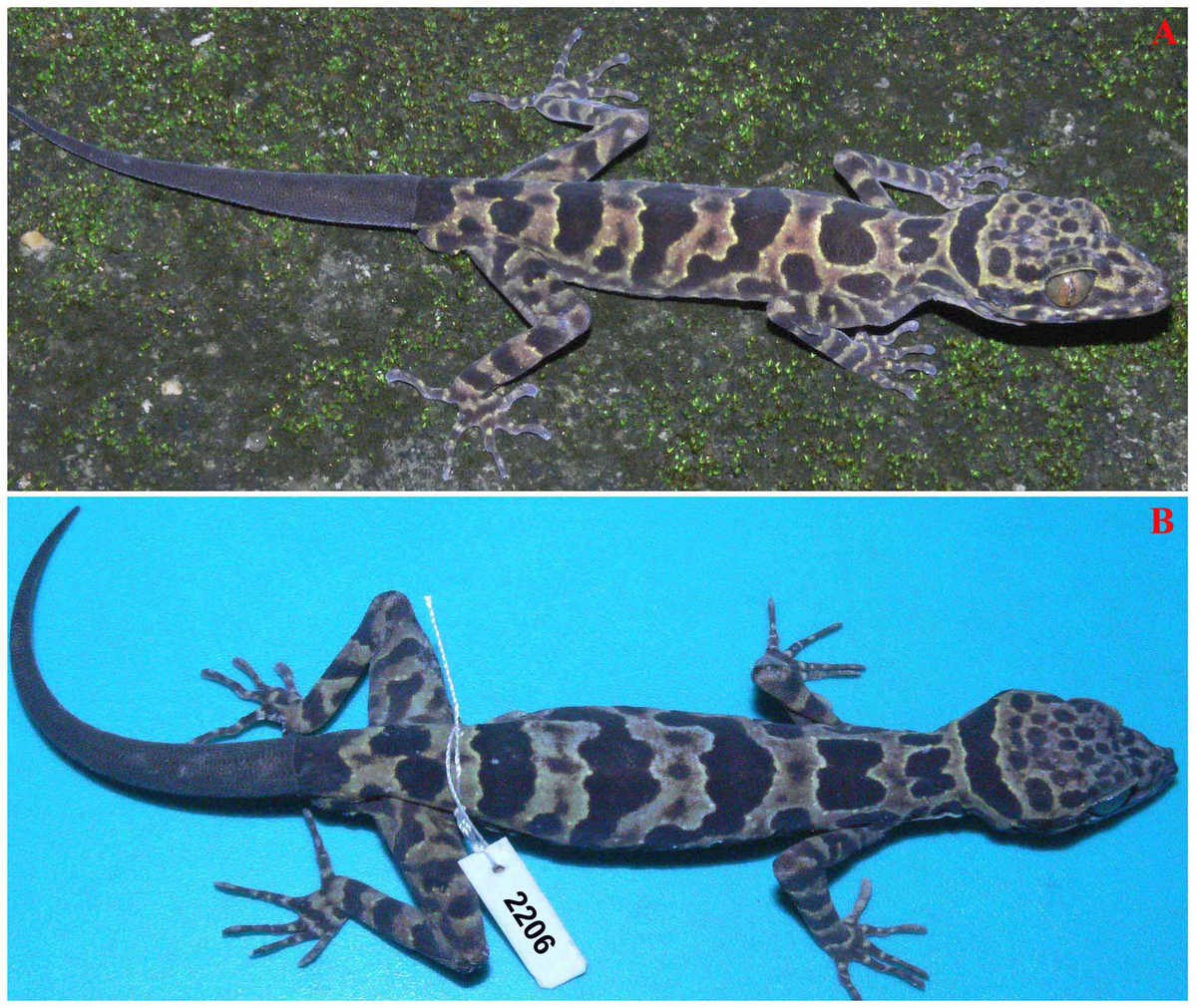  Thằn lằn chân ngón Cúc Phương - Cyrtodactylus cucphuongensis: Loài đặc hữu này được các nhà học phát hiện tại vườn quốc gia Cúc Phương và công bố vào ngày 9/12/ 2011.