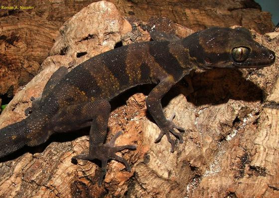 Loài thằn lằn hiếm này có kích thước nhỏ, chiều dài chưa kể đuôi khoảng 7,5 cm, lưng có 4-5 vệt tối hình dạng bất thường chạy ngang. Hiện chưa có tài liệu nào mô tả loài này ở nơi khác vì thế chúng được xếp vào loài đặc hữu ở vườn quốc gia Phong Nha-Kẻ Bàng.