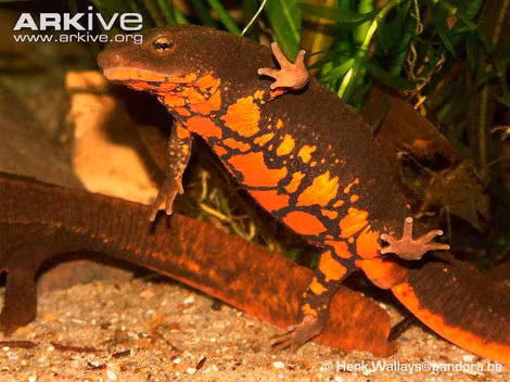 Hiện nay, các nhà khoa học đang tiến hành đưa cá cóc con nuôi thử nghiệm trong môi trường bán tự nhiên tại các suối, hồ vùng núi Tam Đảo, giúp cá cóc thích nghi dần với điều kiện môi trường sống tự nhiên.