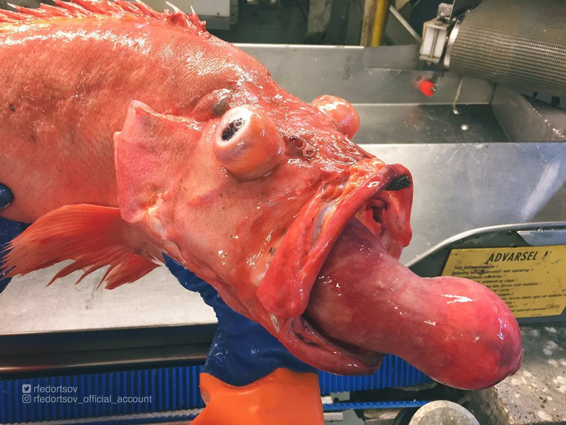Roman Fedorstov là một ngư dân Nga làm việc trên tàu đánh cá có trụ sở tại Murmansk, phía tây bắc nước Nga. Trong quá trình đi biển, anh đã ghi lại hình ảnh về những "quái vật" đại dương ghê rợn, chưa từng được biết đến. Và khi anh chia sẻ những hình ảnh này trên trang Twitter và Instagram, đã thu hút sự chú ý của cư dân mạng. Trong ảnh là một "quái vật" với chiếc lưỡi kỳ dị, khổng lồ so với thân hình của nó.