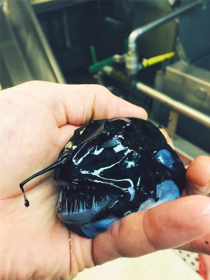 Một sinh vật với hình dáng kỳ dị, không biết thuộc phân ngành nào.