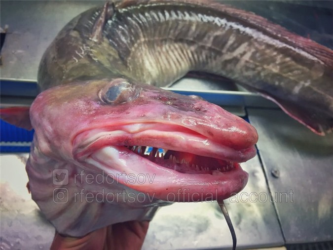 Một cái đầu với màu da như bị lột và con mắt "tù mù".