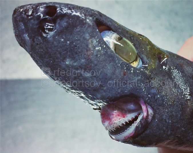 Rút cục thì đâu mới là đầu?