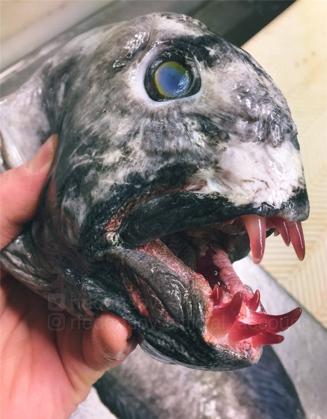 Hàm răng màu máu có thể gây kinh hãi cho bất cứ ai nhìn thấy.