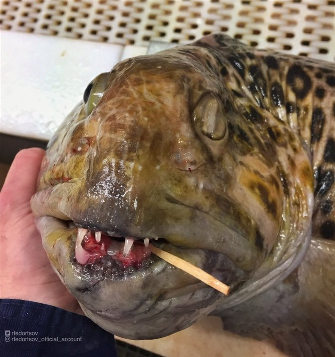 Nhiều loài trong số này còn chưa có tên.