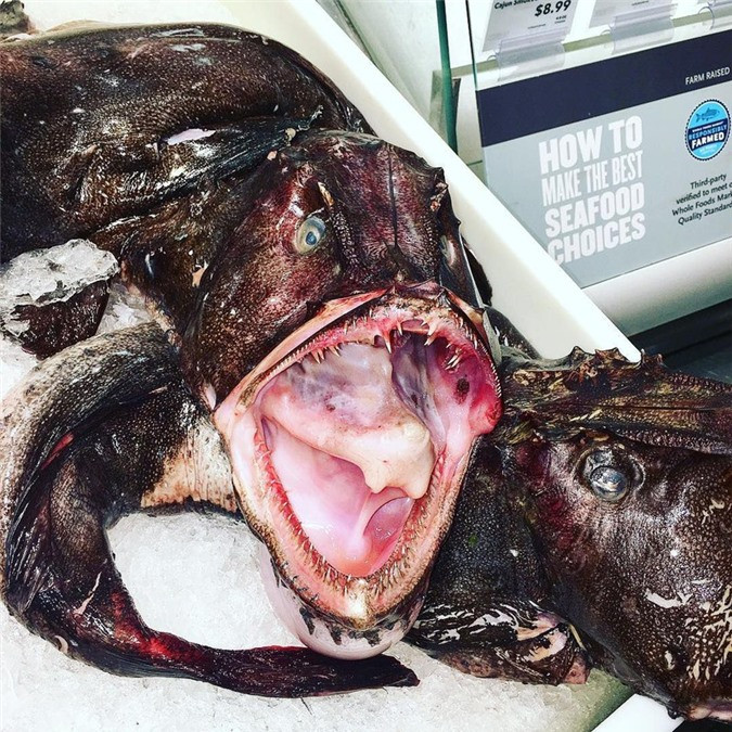 Trông như một "quái vật" thực sự.