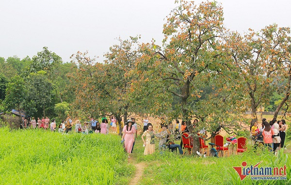 Vuon hong co thu tram tuoi triu qua cho cao