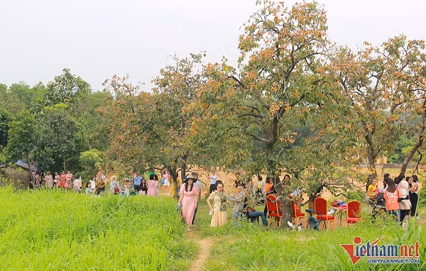 Vuon hong co thu tram tuoi triu qua cho cao