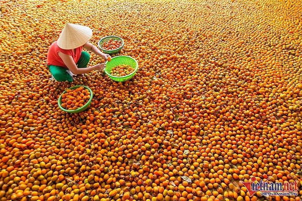 Vuon hong co thu tram tuoi triu qua cho cao-Hinh-8