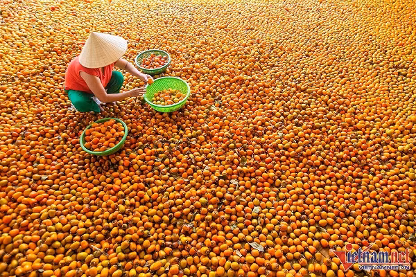 Vuon hong co thu tram tuoi triu qua cho cao-Hinh-8