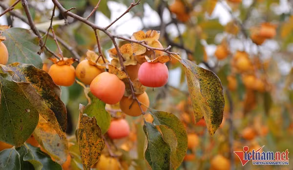 Vuon hong co thu tram tuoi triu qua cho cao-Hinh-2