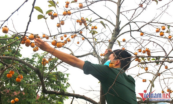 Vuon hong co thu tram tuoi triu qua cho cao-Hinh-5