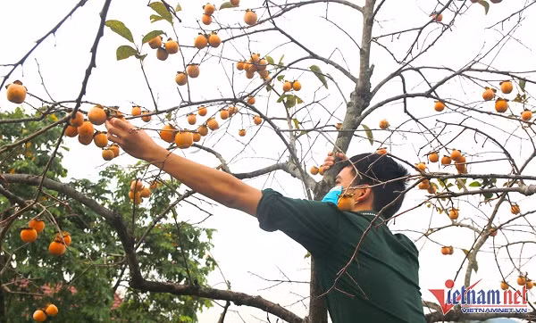 Vuon hong co thu tram tuoi triu qua cho cao-Hinh-5