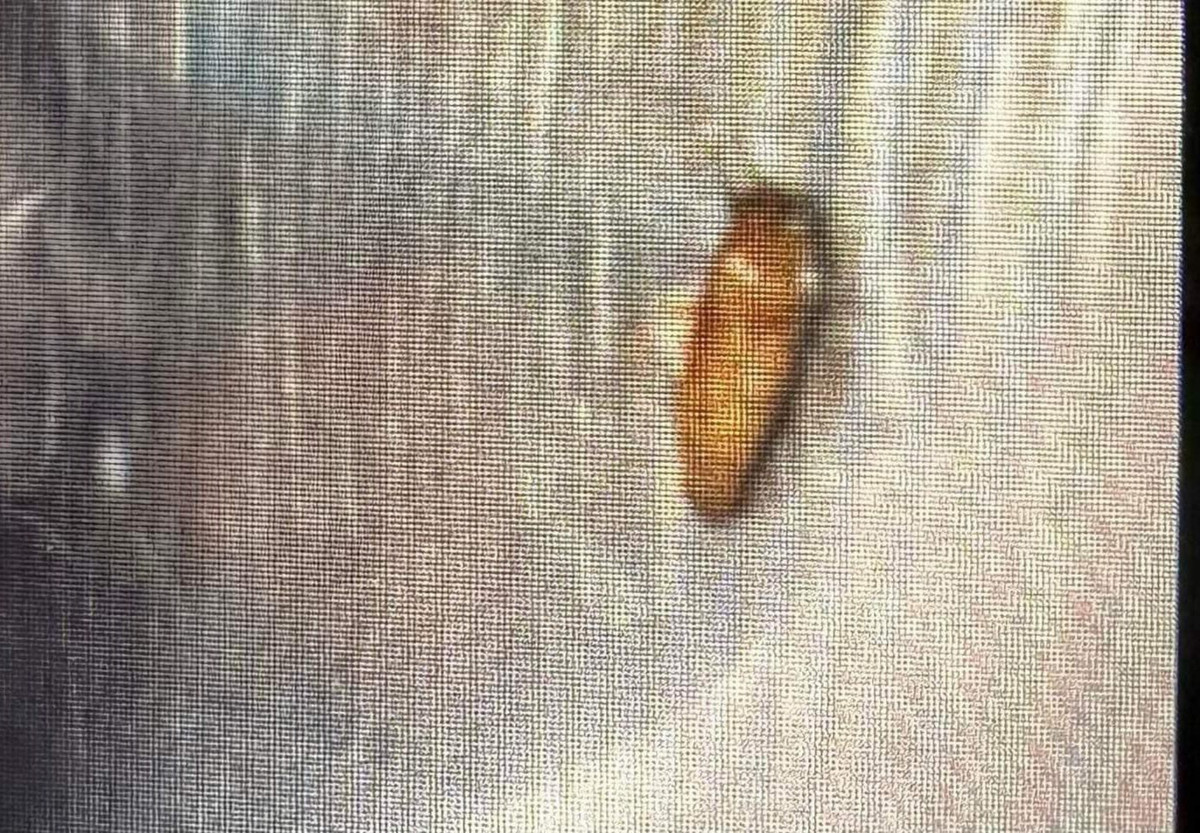 Loat vu phat hien di vat trong mon an gay xon xao-Hinh-2