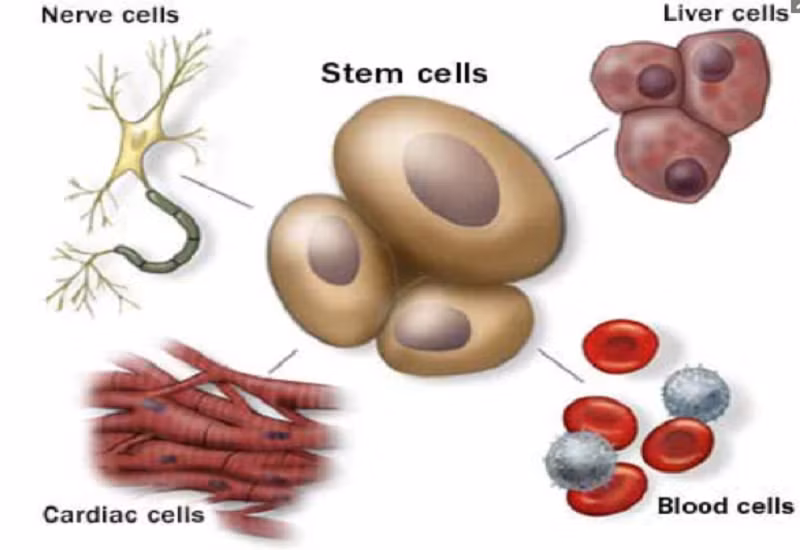 Điều trị bằng liệu pháp tế bào gốc có ưu điểm gì? Dieu tri bang lieu phap te bao goc co uu diem gi?