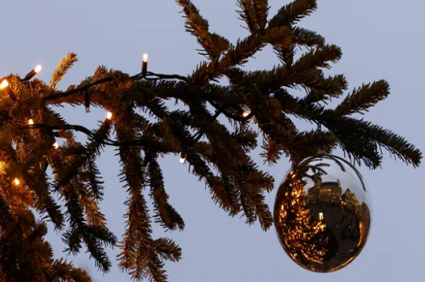 Cu ba tu vong vi cay thong Noel do vao nguoi