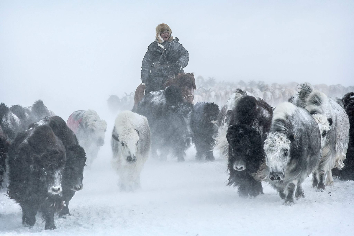Một số gia đình chỉ di cư hai lần trong năm vào mùa đông và mùa hạ, sau đó sẽ trở về cánh đồng cỏ nơi nhiều thế hệ sinh sống.