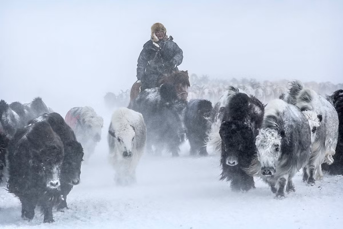 Một số gia đình chỉ di cư hai lần trong năm vào mùa đông và mùa hạ, sau đó sẽ trở về cánh đồng cỏ nơi nhiều thế hệ sinh sống.
