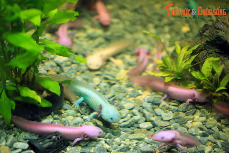 Là loài động vật đặc hữu của đất nước Mexico, axolotl hay kỳ giông Mexico (Ambystoma mexicanum) được coi là loài động vật lưỡng cư kỳ lạ bậc nhất thế giới. (Ảnh trong bài chụp tại một trung tâm thương mại ở Hà Nội).