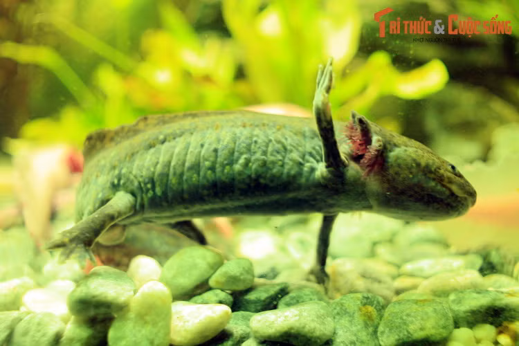 Trong tự nhiên, axolotl chỉ sinh sống ở một số hồ nước ở quanh thành phố Mexico. Ngày nay chúng đã rơi vào tình trạng cực kỳ nguy cấp do ô nhiễm nguồn nước, cũng như sự du nhập của các loài xâm lấn như cá rô phi.