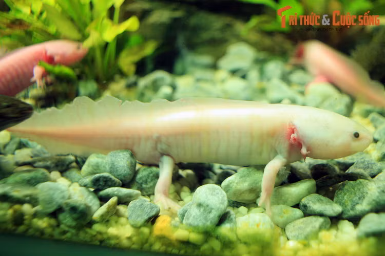 Tuy vậy, trong điều kiện nuôi nhốt, kỳ giông Mexico sinh sản khá dễ dàng. Những năm gần đây chúng đã phổ biến toàn cầu như một sinh vật cảnh độc lạ.