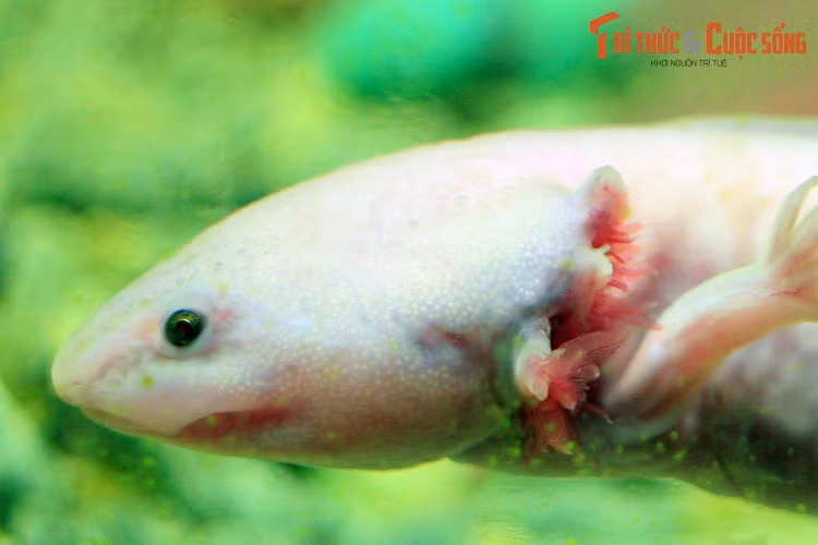 Trong lĩnh vực khoa học, kỳ giông Mexico là đối tượng nghiên cứu trong nhiều phòng thí nghiệm, do khả năng tái tạo các chi “thần kỳ” mà các loài lưỡng cư khác không có được.