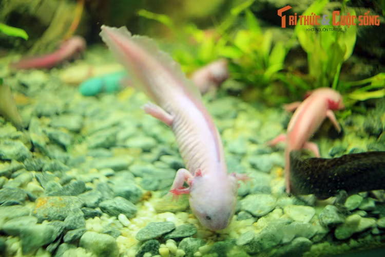 Thay vì phát triển phổi và lên cạn sống, kỳ giông Mexico trưởng thành vẫn sống dưới nước. Chúng vẫn sở hữu những đặc điểm điển hình của ấu trùng, với mang bên ngoài và vây kéo dài từ sau đầu đến chót đuôi.