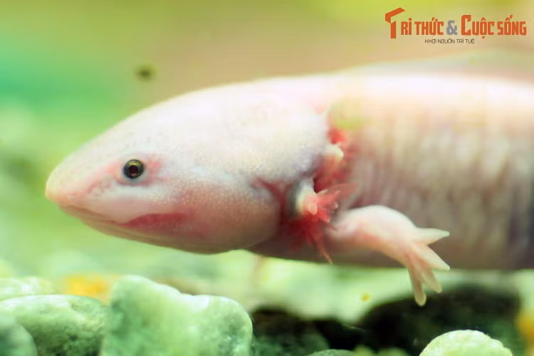 Loài lưỡng cư kỳ lạ này trưởng thành về mặt sinh dục ở độ tuổi 18-24 tháng. Khi đó chúng sẽ có chiều dài từ 15 đến 25 cm. Tuổi thọ trung bình của kỳ giông Mexico dài từ 12-15 năm.