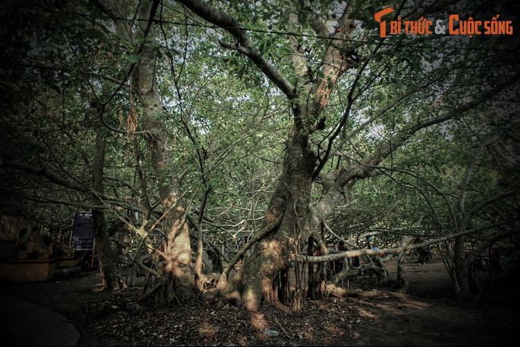 Ông nói rằng cây gừa vừa bị thiêu rụi ở đây rất linh thiêng. Giàn gừa ấy được Bà Thượng Động Cố Hỉ ngự trị, cây bị cháy khiến Bà không có chỗ để về nên Bà nổi giận, trừng phạt dân làng.