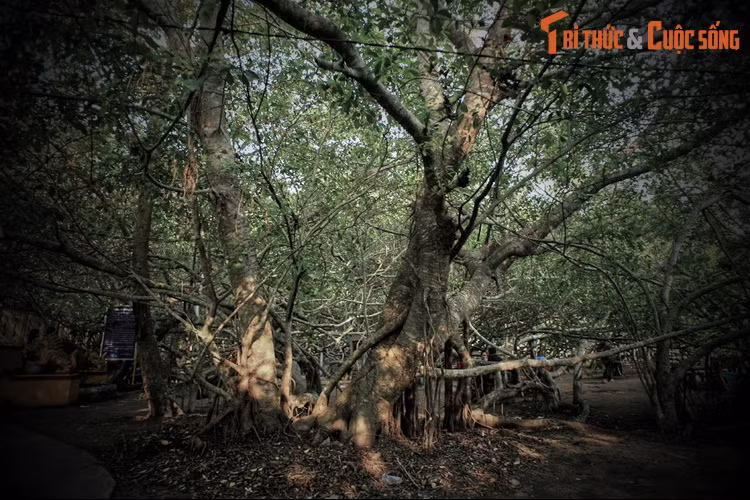 Ông nói rằng cây gừa vừa bị thiêu rụi ở đây rất linh thiêng. Giàn gừa ấy được Bà Thượng Động Cố Hỉ ngự trị, cây bị cháy khiến Bà không có chỗ để về nên Bà nổi giận, trừng phạt dân làng.