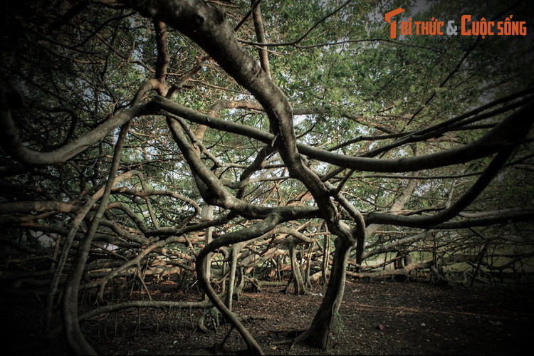 Lời đồn linh thiêng phía sau cây cổ thụ nổi tiếng nhất Cần Thơ Loi don linh thieng phia sau cay co thu noi tieng nhat Can Tho