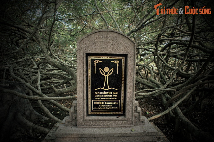 Vào năm 2013, cây gừa cổ thụ ở Giàn Gừa đã được công nhận là Cây Di sản Việt Nam.