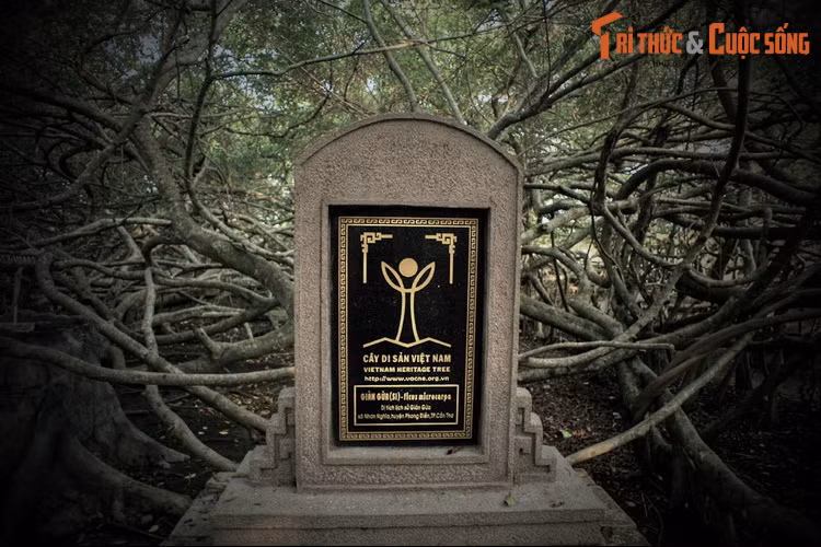 Vào năm 2013, cây gừa cổ thụ ở Giàn Gừa đã được công nhận là Cây Di sản Việt Nam.