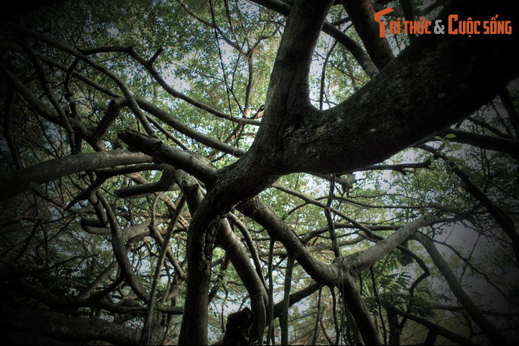 Khi đó, nơi đây đã có một cây gừa cổ thụ. Một hôm nọ, ở đây xảy ra trận hỏa hoạn lớn khiến cây gừa và nhừ cửa bị thiêu rụi. Sau đó dịch bệnh hoành hành, khiến ông Cả và nhiều người khác trong làng qua đời.