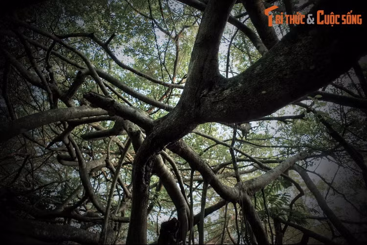 Khi đó, nơi đây đã có một cây gừa cổ thụ. Một hôm nọ, ở đây xảy ra trận hỏa hoạn lớn khiến cây gừa và nhừ cửa bị thiêu rụi. Sau đó dịch bệnh hoành hành, khiến ông Cả và nhiều người khác trong làng qua đời.