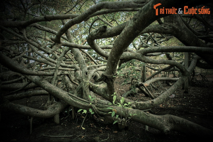 Cây cổ thụ ấn tượng này gắn liền với giai thoại ly kỳ về Bà Thượng Động Cố Hỉ, được người dân địa phương lưu truyền qua nhiều thế hệ. Câu chuyện bắt đầu vào năm 1875, khi ông Cả dẫn đầu một đoàn người ở khu vực sông Tiền đến nơi đây khai hoang.