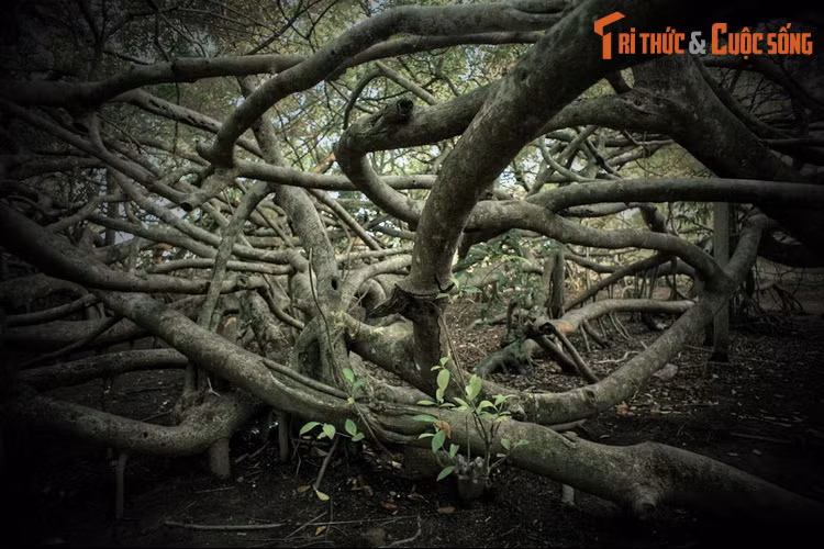 Cây cổ thụ ấn tượng này gắn liền với giai thoại ly kỳ về Bà Thượng Động Cố Hỉ, được người dân địa phương lưu truyền qua nhiều thế hệ. Câu chuyện bắt đầu vào năm 1875, khi ông Cả dẫn đầu một đoàn người ở khu vực sông Tiền đến nơi đây khai hoang.