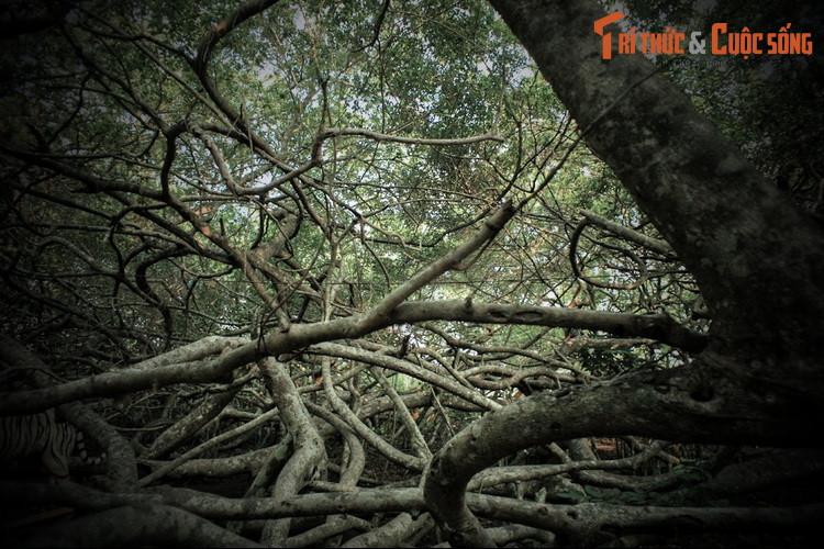 Lúc bấy giờ, ở Châu Đốc, An Giang có ông Bảy làm nghề bốc thuốc rất giỏi được người dân mời về chữa bệnh. Ông Bảy không những chữa khỏi bệnh mà còn khuyên người dân nên trồng lại cây gừa.