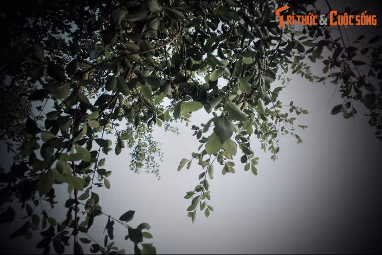 Sau nhiều thăng trầm của thời cuộc, cây gừa vẫn tươi tốt, tán cây đã bao phủ cả khu di tích hơn 3.000 m2. Đây có thể là cây tự nhiên có tán rộng nhất Việt Nam hiện nay.