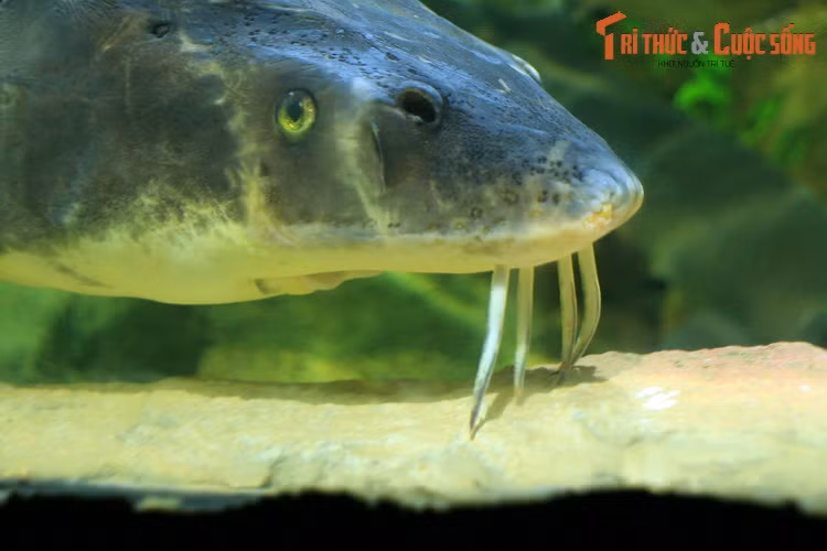 Là loài kiếm ăn ở tầng đáy, cá tầm dùng chiếc mõm hình nêm sục sạo lớp đáy bùn mềm, phát hiện ra thức ăn là các loài động vật giáp xác và cá nhỏ bằng những chiếc râu - cơ quan xúc giác rất nhạy cảm.