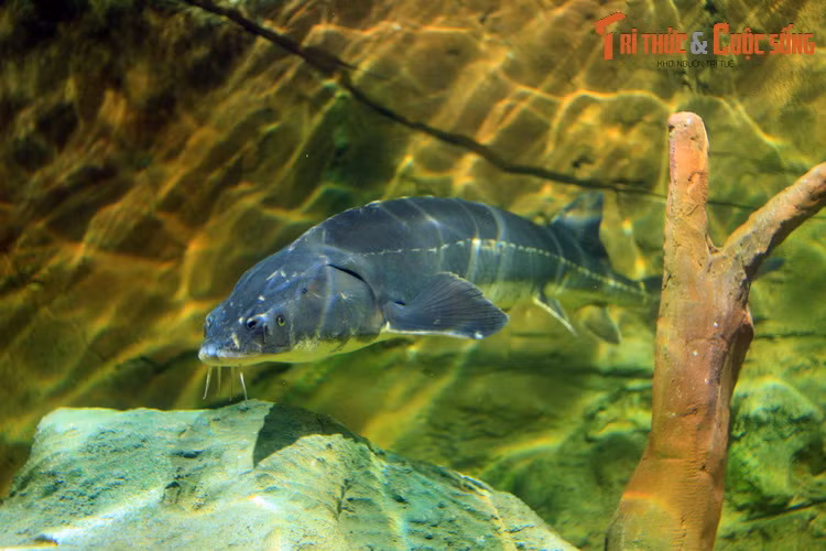 Chi Cá tầm được coi là một trong những chi cá cổ nhất hiện còn tồn tại. Các loài cá tầm ngày nay không có quá nhiều khác biệt so với những tổ tiên sinh sống vào thời khủng long, được biết qua hóa thạch. Vì vậy, chúng được các nhà khoa học coi là “hóa thạch sống”.