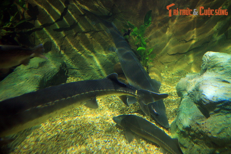 Trong nhiều thế kỷ qua, cá tầm đã được coi là một loại thủy sản có giá trị. Thịt cá tầm rắn chắc, hương vị thơm ngon. Trứng cá tầm có kích thước lớn, là nguyên liệu để làm ra món trứng cá đen nổi tiếng về sự đắt đỏ.