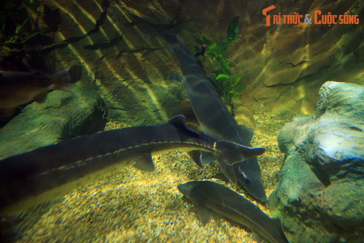 Trong nhiều thế kỷ qua, cá tầm đã được coi là một loại thủy sản có giá trị. Thịt cá tầm rắn chắc, hương vị thơm ngon. Trứng cá tầm có kích thước lớn, là nguyên liệu để làm ra món trứng cá đen nổi tiếng về sự đắt đỏ.