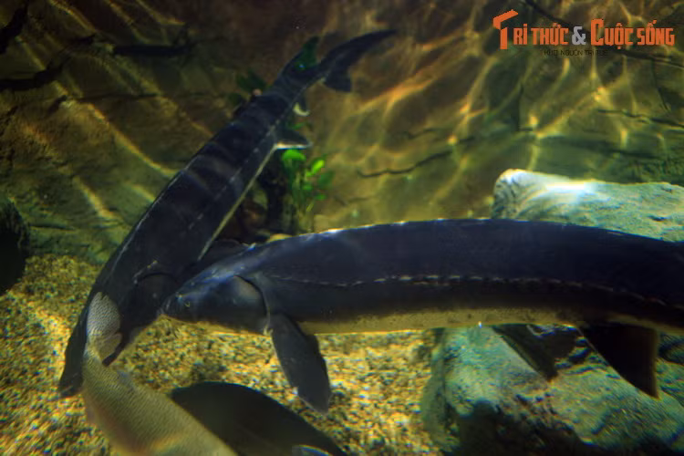 Trong điều kiện nhân tạo, cá tầm đã được nuôi sinh sản ở các trang trại để lấy thịt và trứng, hoặc nuôi làm sinh vật cảnh ở vườn thú, cơ sở du lịch...