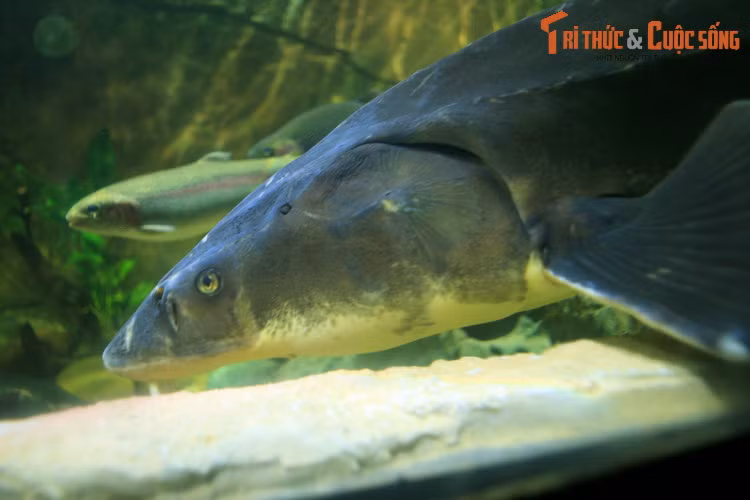 Tập tính sinh sản của cá tầm có nhiều nét tương đồng với cá hồi. Nhiều loài cá tầm sinh sống phần lớn thời gian ngoài biển, nhưng theo chu kỳ thì chúng lại ngược dòng quay trở lại các con sông lớn để đẻ trứng. Chỉ có một ít loài là sống hoàn toàn trong vùng nước ngọt.