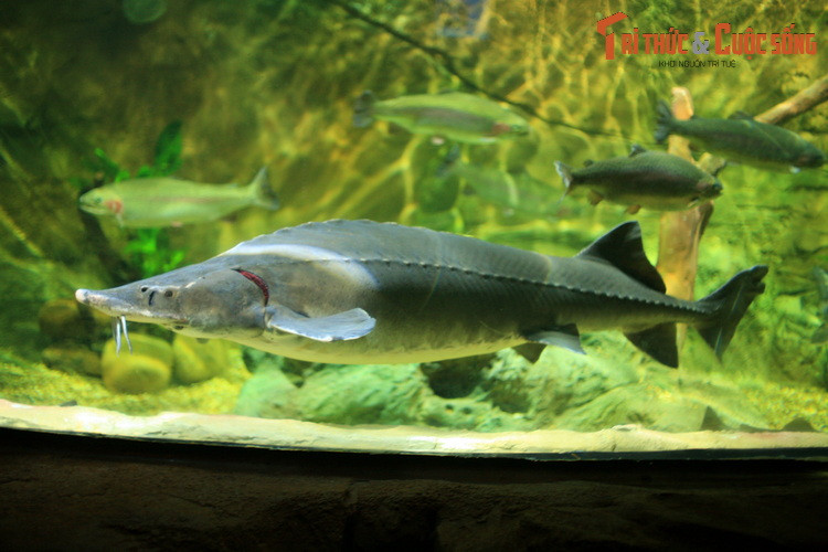 Thuộc nhóm cá nước ngọt có kích thước lớn bậc nhất, nhiều loài cá tầm có thể đạt đến chiều dài 2,5-3,5 mét. Riêng loài cá tầm Beluga có thể dài đến 5 mét. Chúng cũng nổi tiếng với tuổi thọ cao, nhiều con có thể sống tới 150 năm.