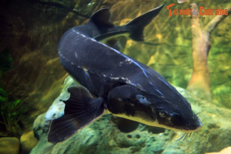 Những loài cá tầm được con người khai thác phổ biến là cá tầm thông thường (Acipenser sturio), cá tầm Nga (Acipenser gueldenstaedtii), cá tầm sao (Acipenser stellatus), cá tầm hồ (Acipenser rubicundus), cá tầm Beluga (Acipenser huso)... Loài thường được nuôi ở Việt Nam là cá tầm Nga.